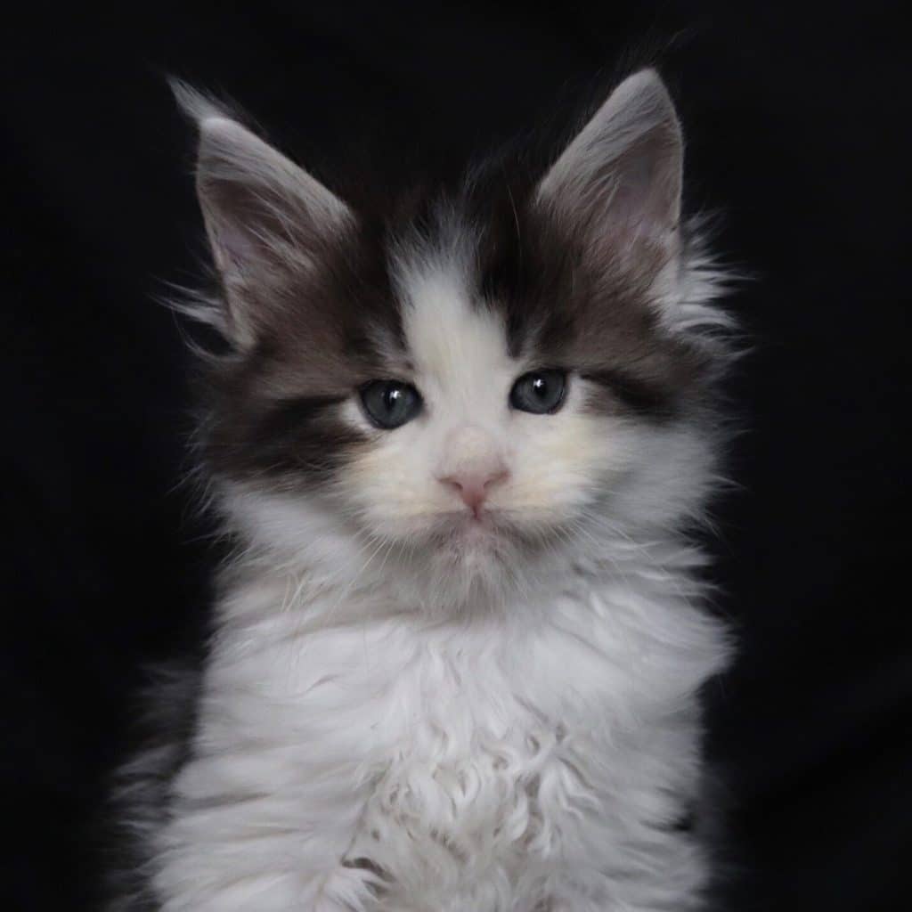 Kiss Me Deadly ⋆ Sassy Koonz Maine Coon Cattery black tabby with white maine coon