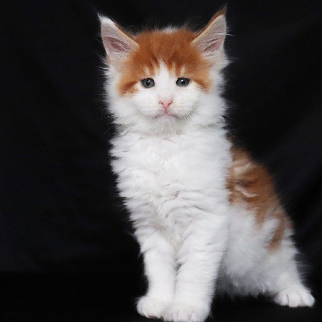 Kiss Me Once ⋆ Sassy Koonz Maine Coon Cattery red and white maine coon