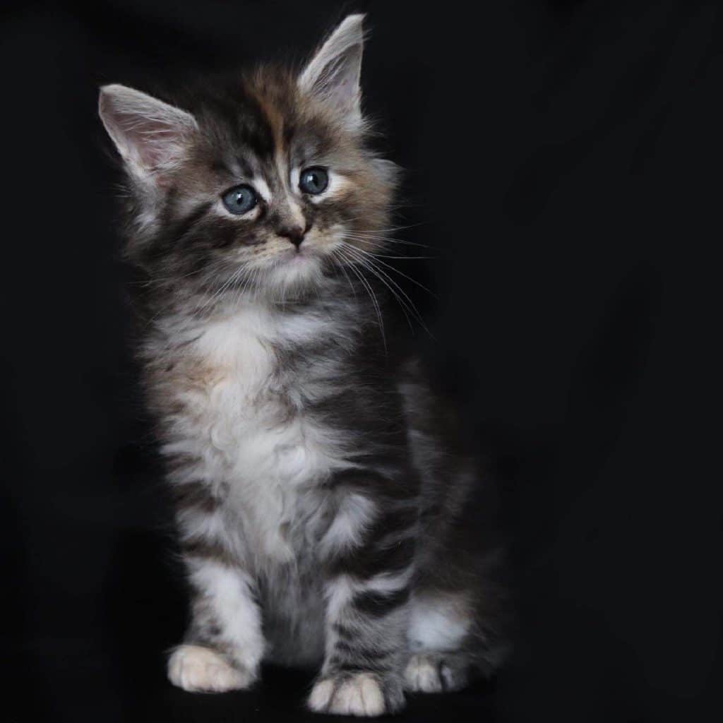 Stiletto ⋆ Sassy Koonz Maine Coon Cattery maine coon kitten in florida 6 weeks old