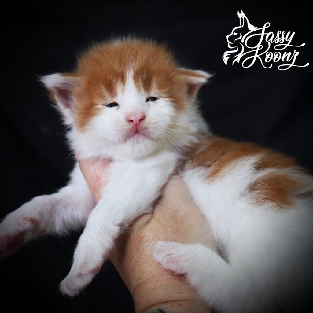 IMG_5874-1 ⋆ Sassy Koonz Maine Coon Cattery Maine coon kittens