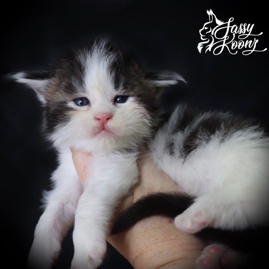 maine coon kittens for sale