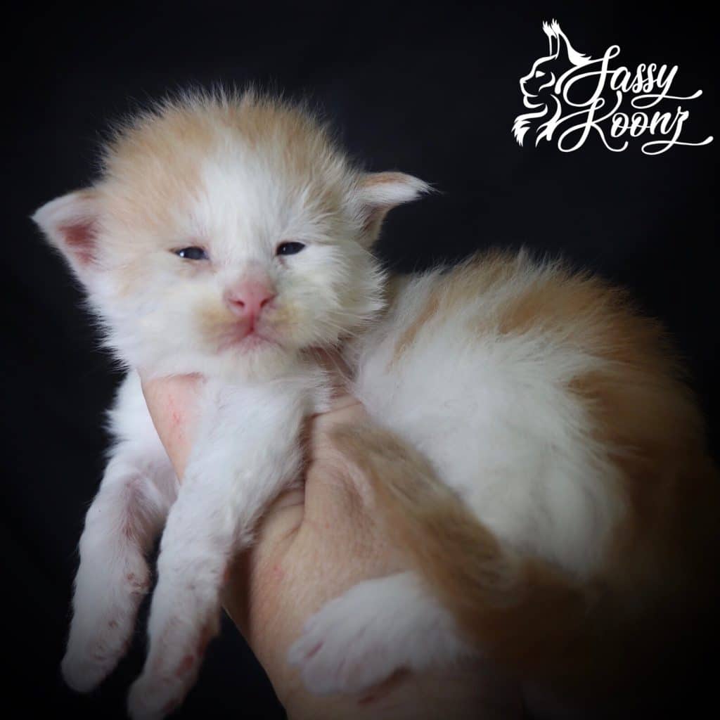 Kiss Me Twice ⋆ Sassy Koonz Maine Coon Cattery maine coon kittens for sale 3 weeks old kiss me twice