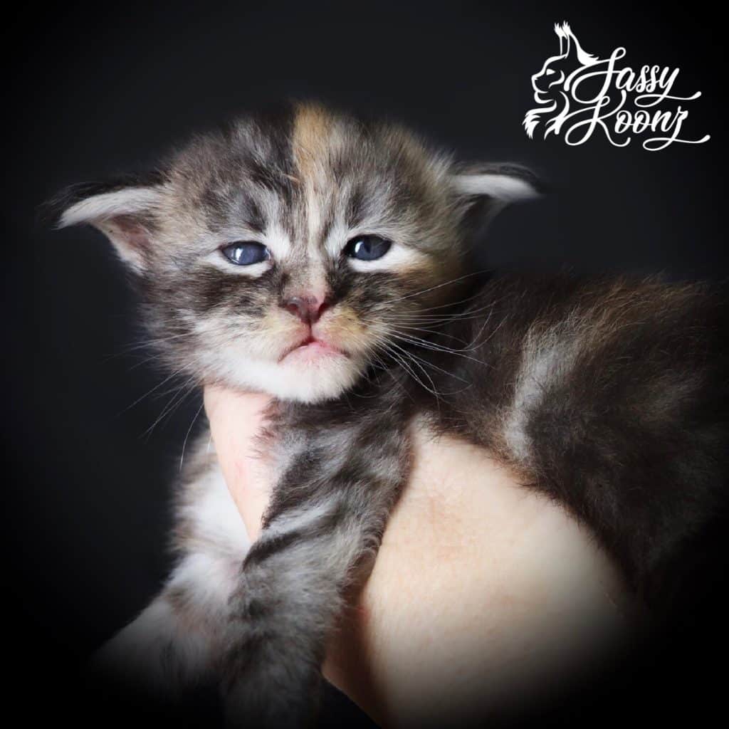 Stiletto ⋆ Sassy Koonz Maine Coon Cattery maine coon kittens for sale stiletto warrior kattz maine coon