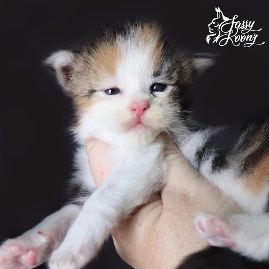 Shot of Poision ⋆ Sassy Koonz Maine Coon Cattery maine coon kittens for sale