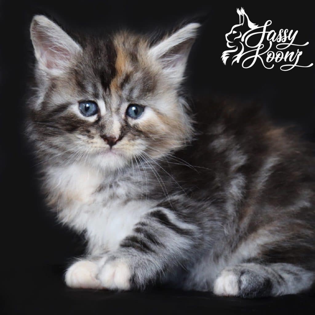 Stiletto ⋆ Sassy Koonz Maine Coon Cattery maine coon kitten in texas stiletto black silver torbie jamie liptak