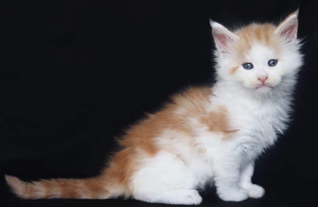 Kiss Me Twice ⋆ Sassy Koonz Maine Coon Cattery res silver and white maine coon 6 weeks old kis sme twice