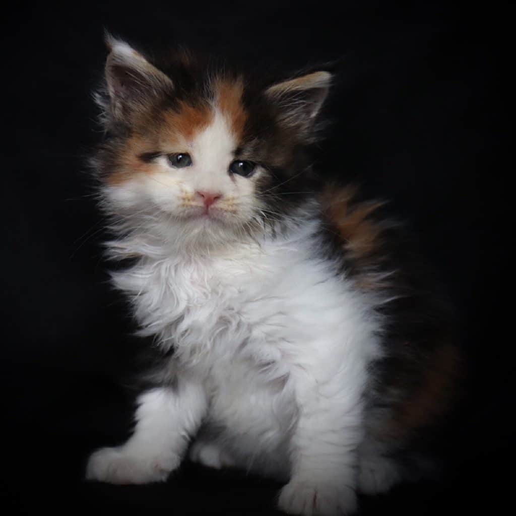 Shot of Poison ⋆ Sassy Koonz Maine Coon Cattery maine coon kittens for sale