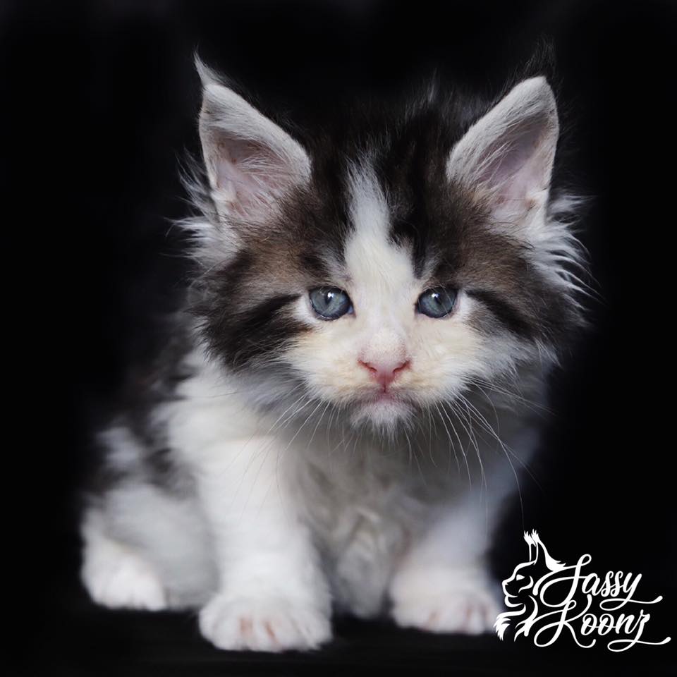maine coon kittens jacksonville fl