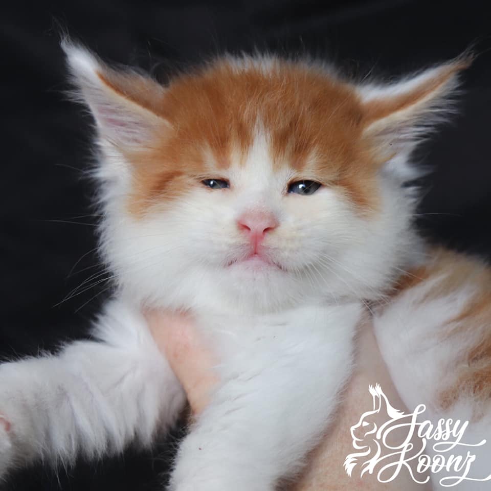 Kiss-Me-Once-Maine-Coon ⋆ Sassy Koonz Maine Coon Cattery maine coon kittens in florida