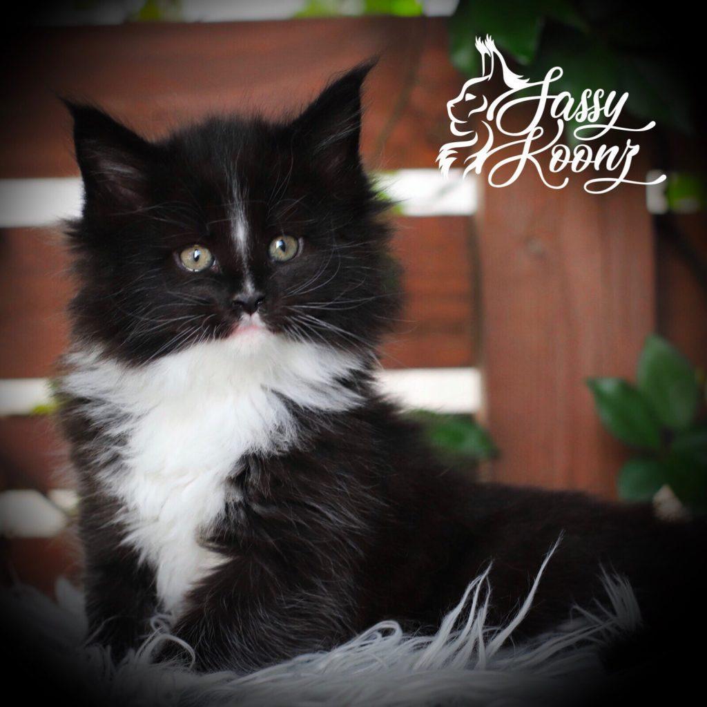 Moby Dick ⋆ Sassy Koonz Maine Coon Cattery black and white maine coon