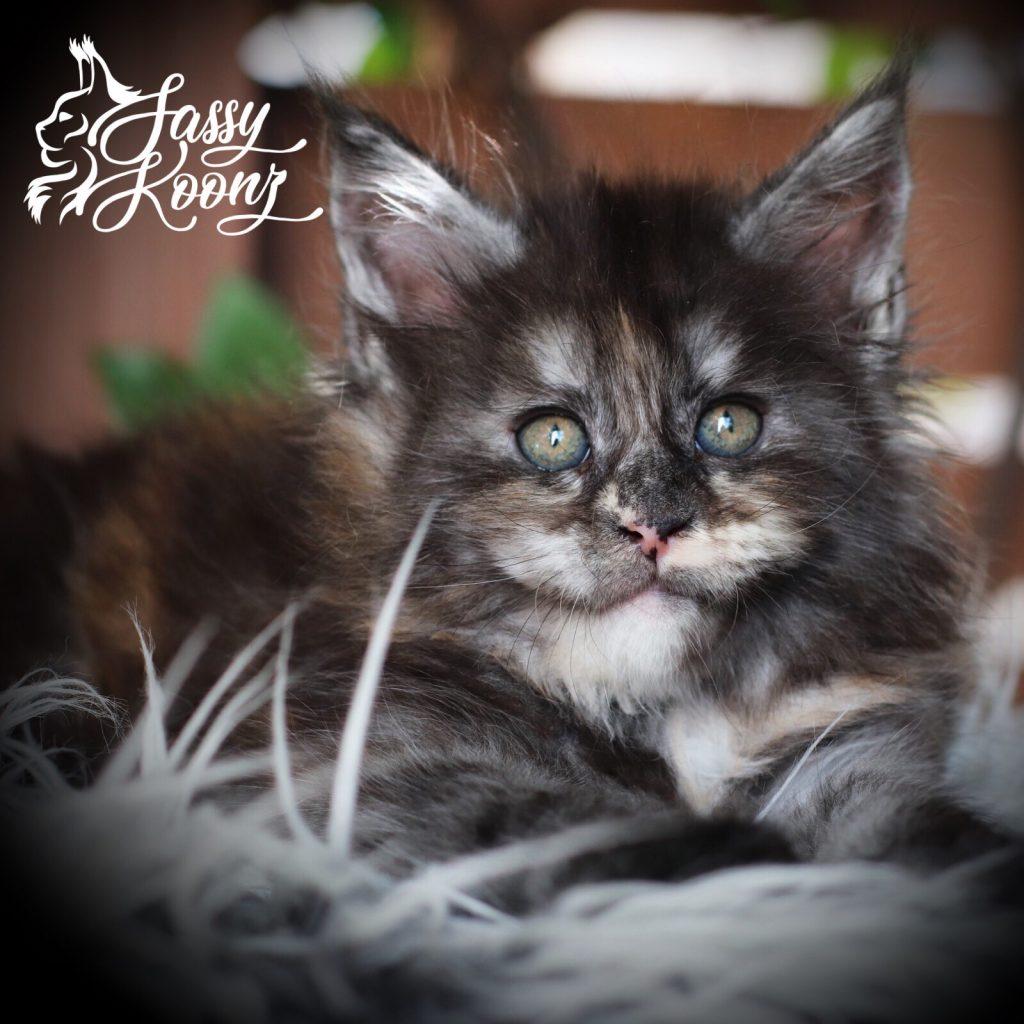 Graffiti ⋆ Sassy Koonz Maine Coon Cattery black smoke tortie maine coon kitten