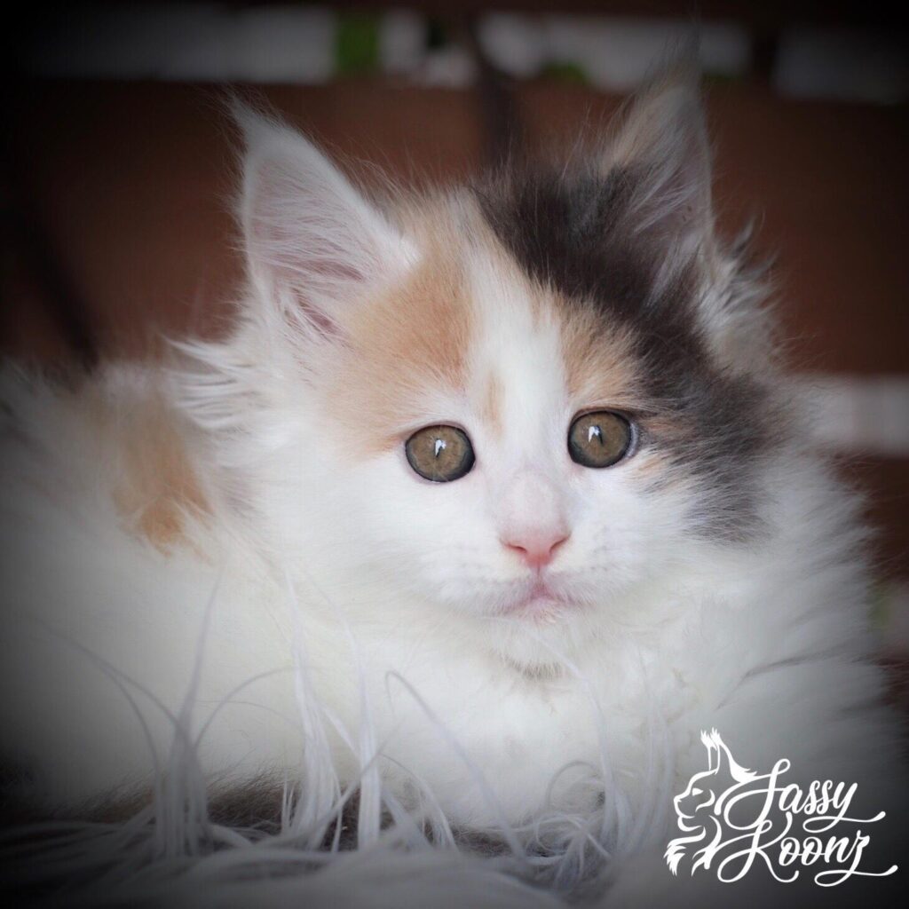 Darlene ⋆ Sassy Koonz Maine Coon Cattery calico maine coon darlene 7 weeks old