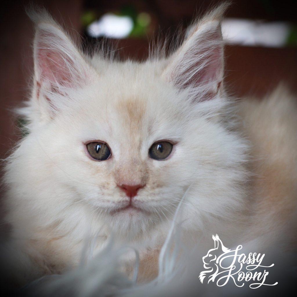 Lucas ⋆ Sassy Koonz Maine Coon Cattery cream smoke maine coon