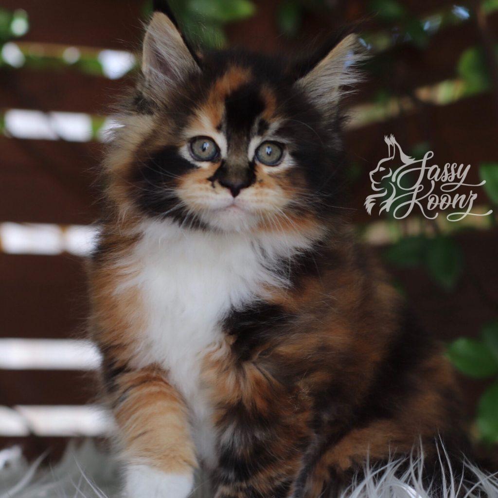 Zsa Zsa ⋆ Sassy Koonz Maine Coon Cattery breed quality maine coon kittens