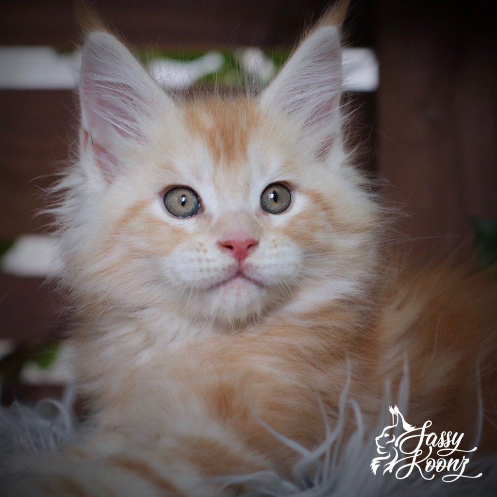 Kaboom ⋆ Sassy Koonz Maine Coon Cattery Maine coon kittens for sale with breeding rights