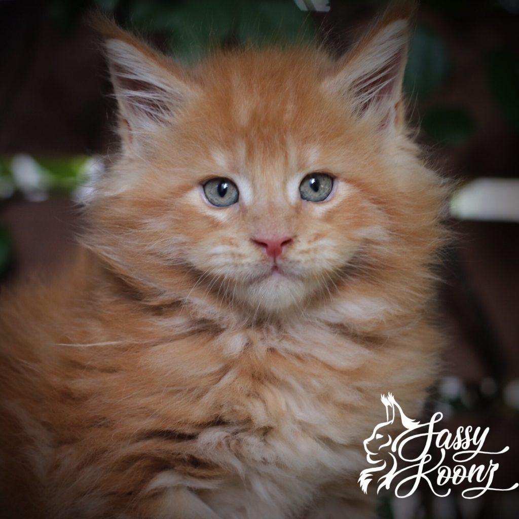 Tangerine ⋆ Sassy Koonz Maine Coon Cattery Maine coon kittens