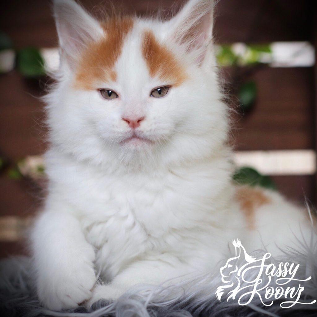 Manson ⋆ Sassy Koonz Maine Coon Cattery Exotic Maine coon kitten