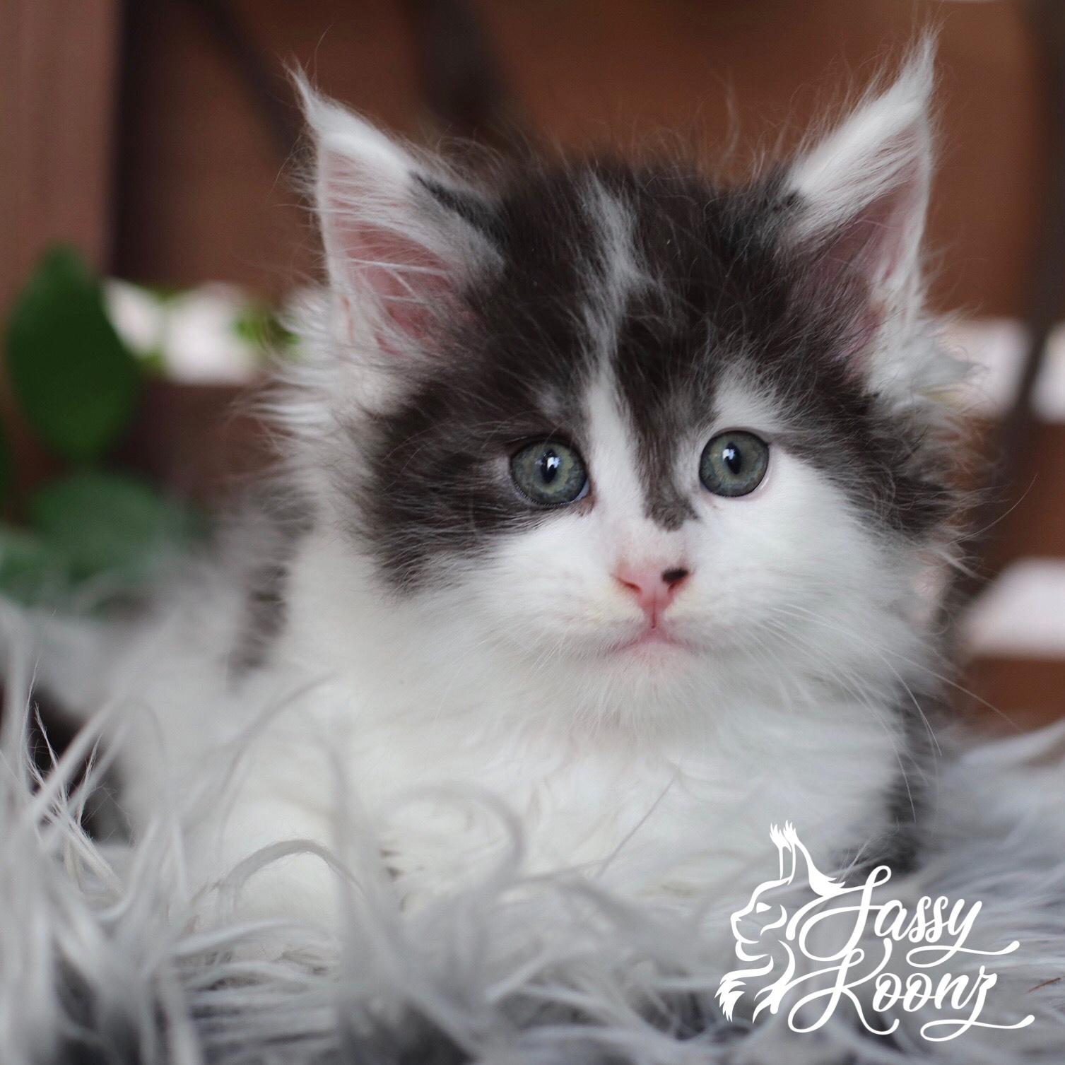 Zeppelin ⋆ Sassy Koonz Maine Coon Cattery Maine coon kittens for sale