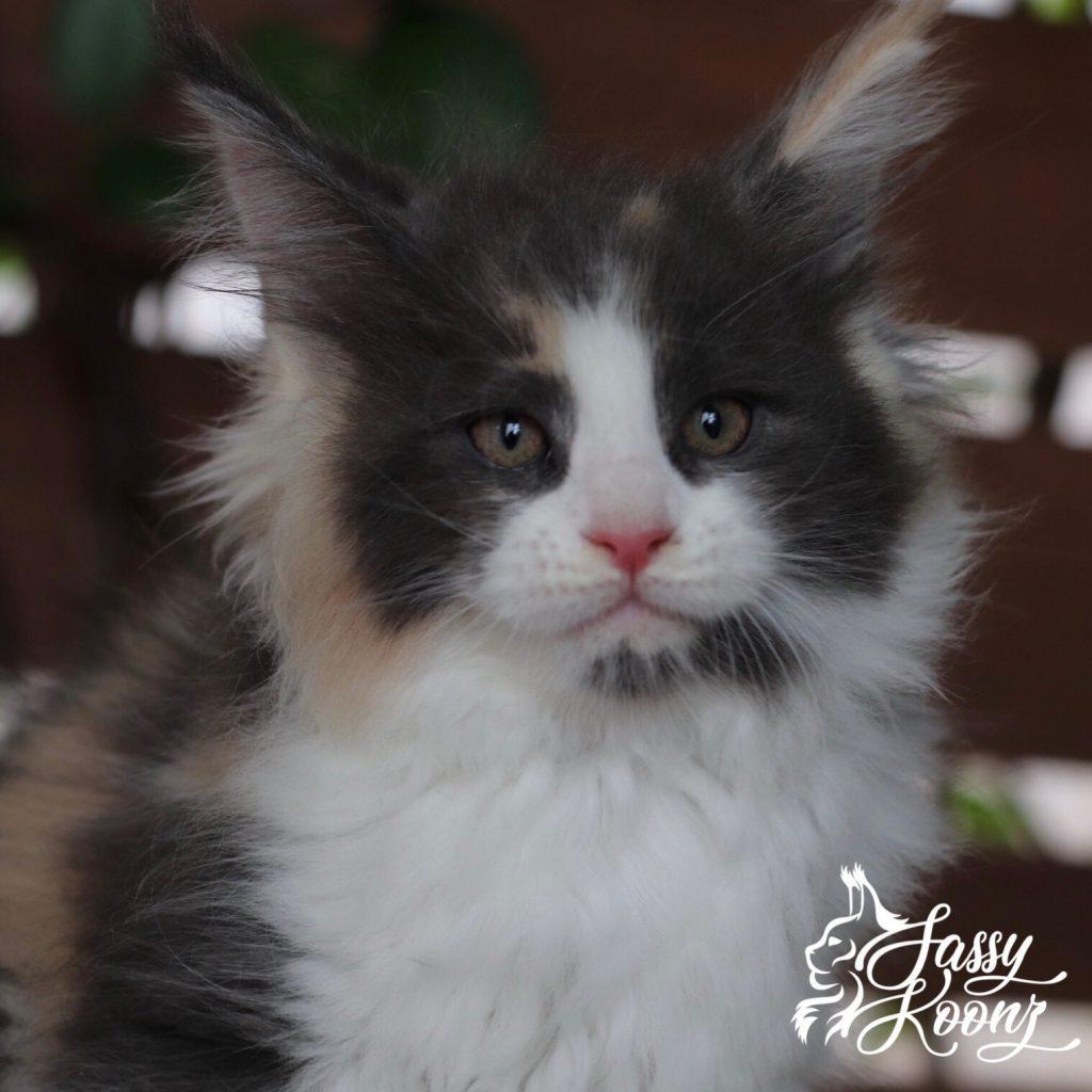 Love ⋆ Sassy Koonz Maine Coon Cattery Maine coon kittens healthy