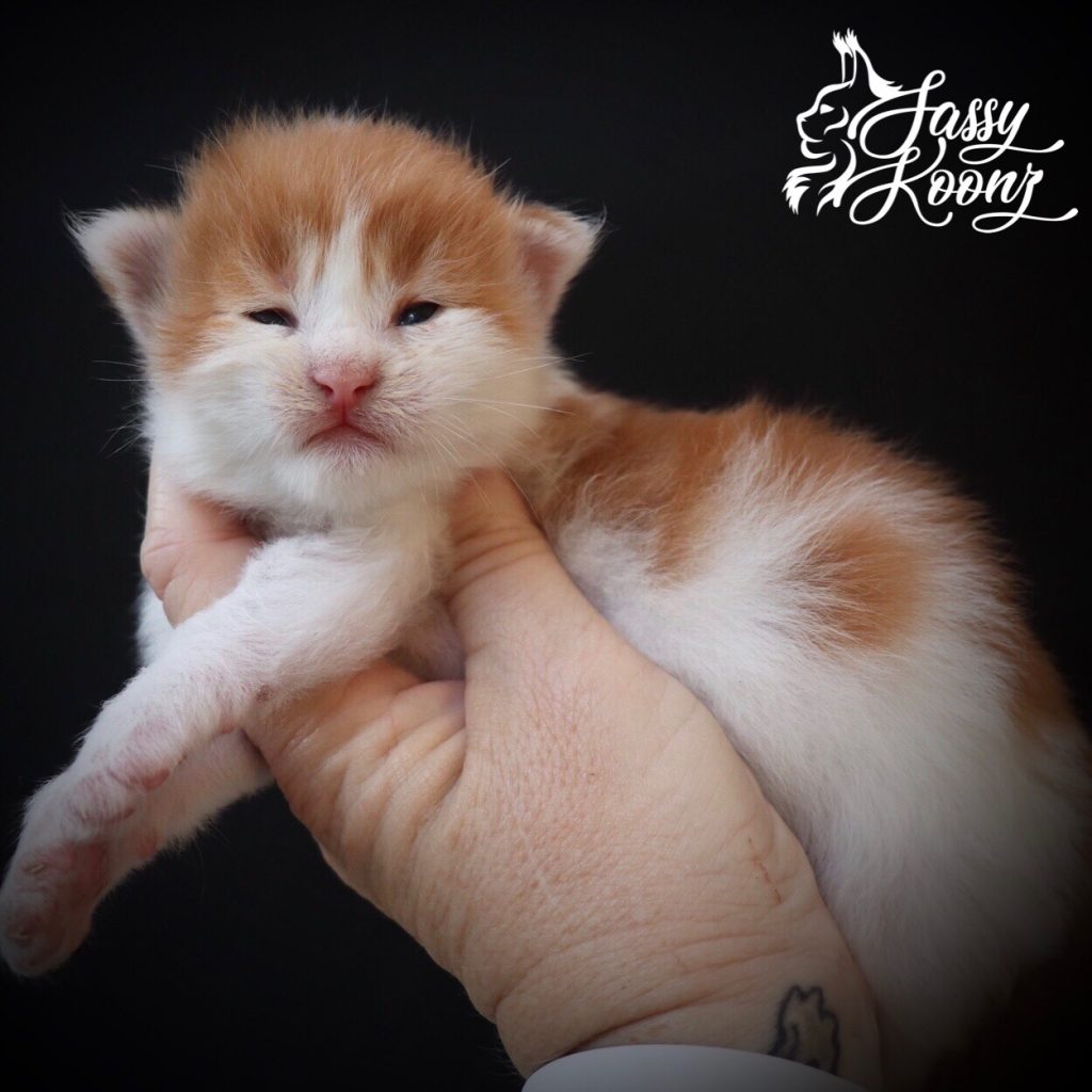Kiss Me Once ⋆ Sassy Koonz Maine Coon Cattery red tabby bi color maine coon kittens