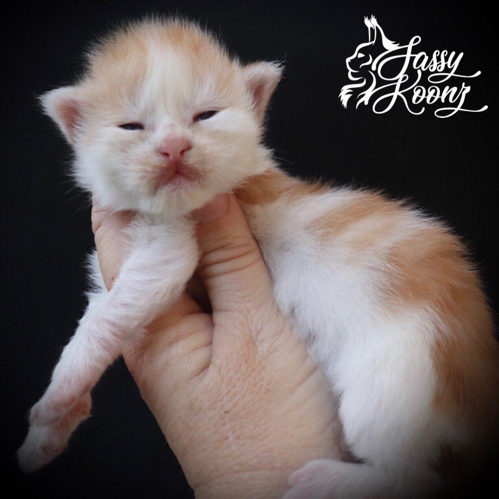 img_5720 ⋆ Sassy Koonz Maine Coon Cattery Maine coon kittens for sale Texas kiss me tweice baby
