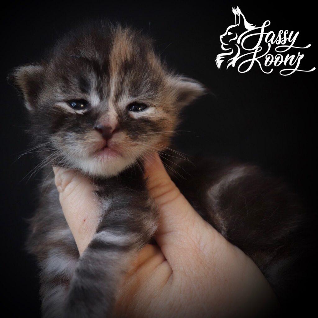 Stiletto ⋆ Sassy Koonz Maine Coon Cattery Silver torbie maine coon kiten 2 weeks old