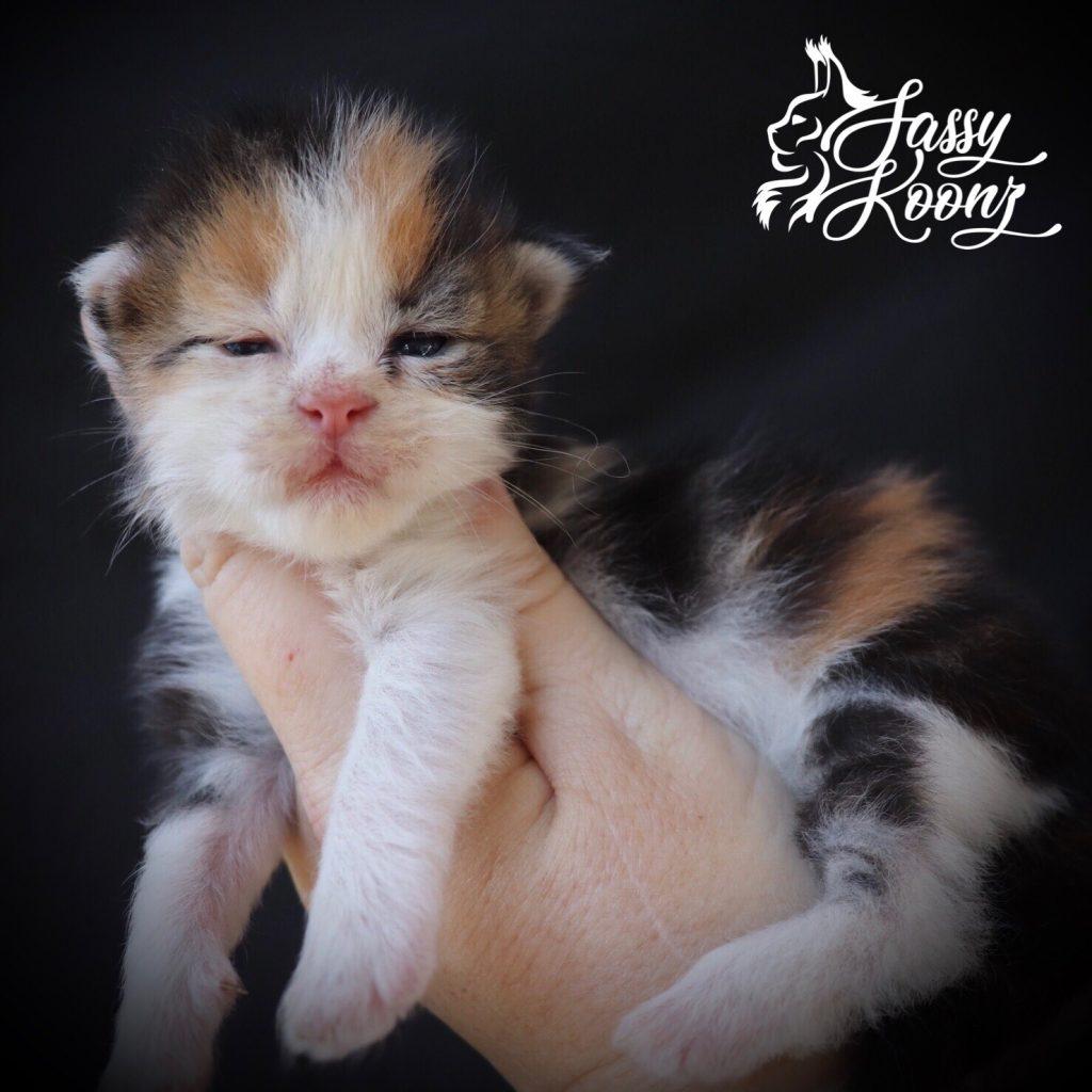 Shot of Poison ⋆ Sassy Koonz Maine Coon Cattery black torbie white maine coon baby