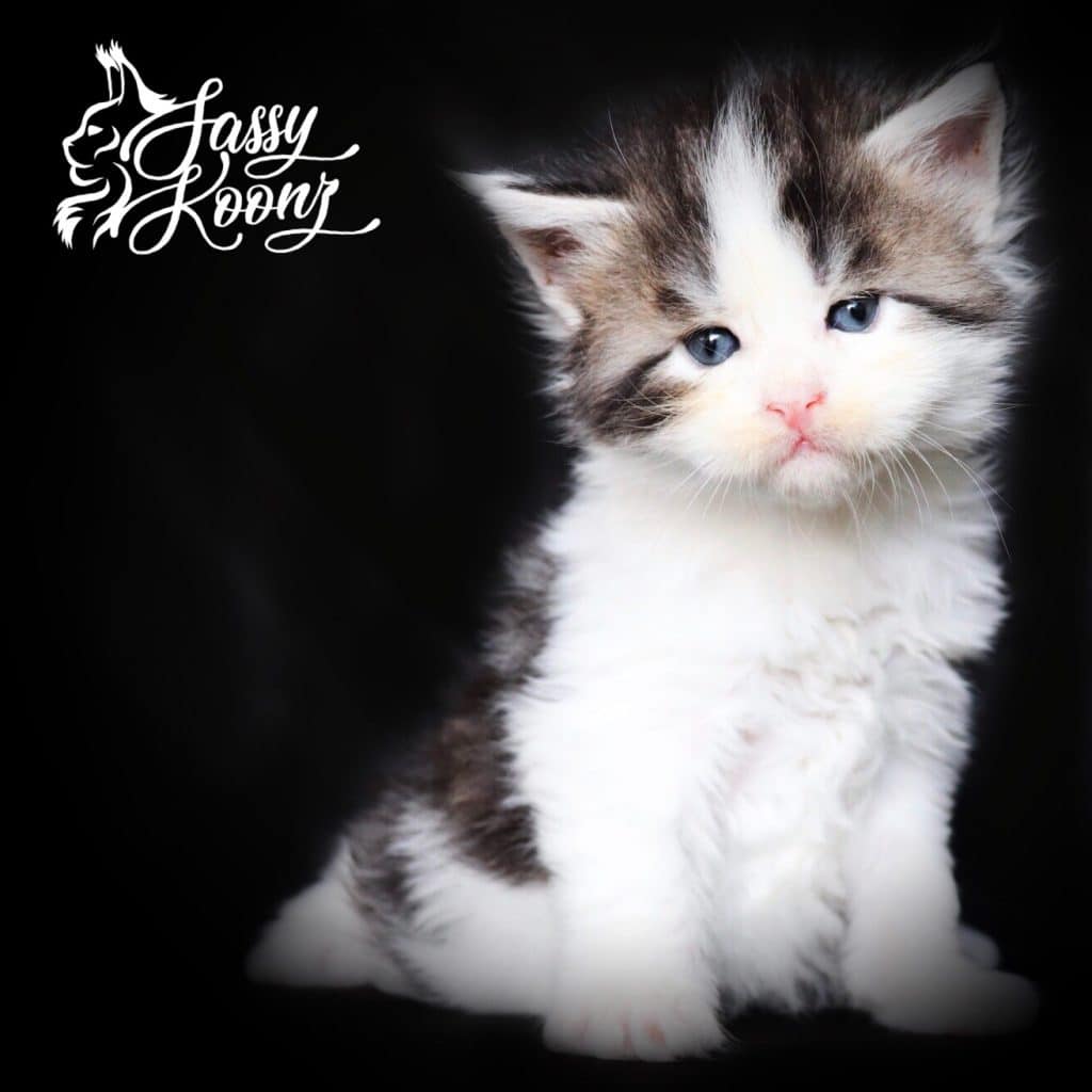 Black tabby with white Maine coon kitten