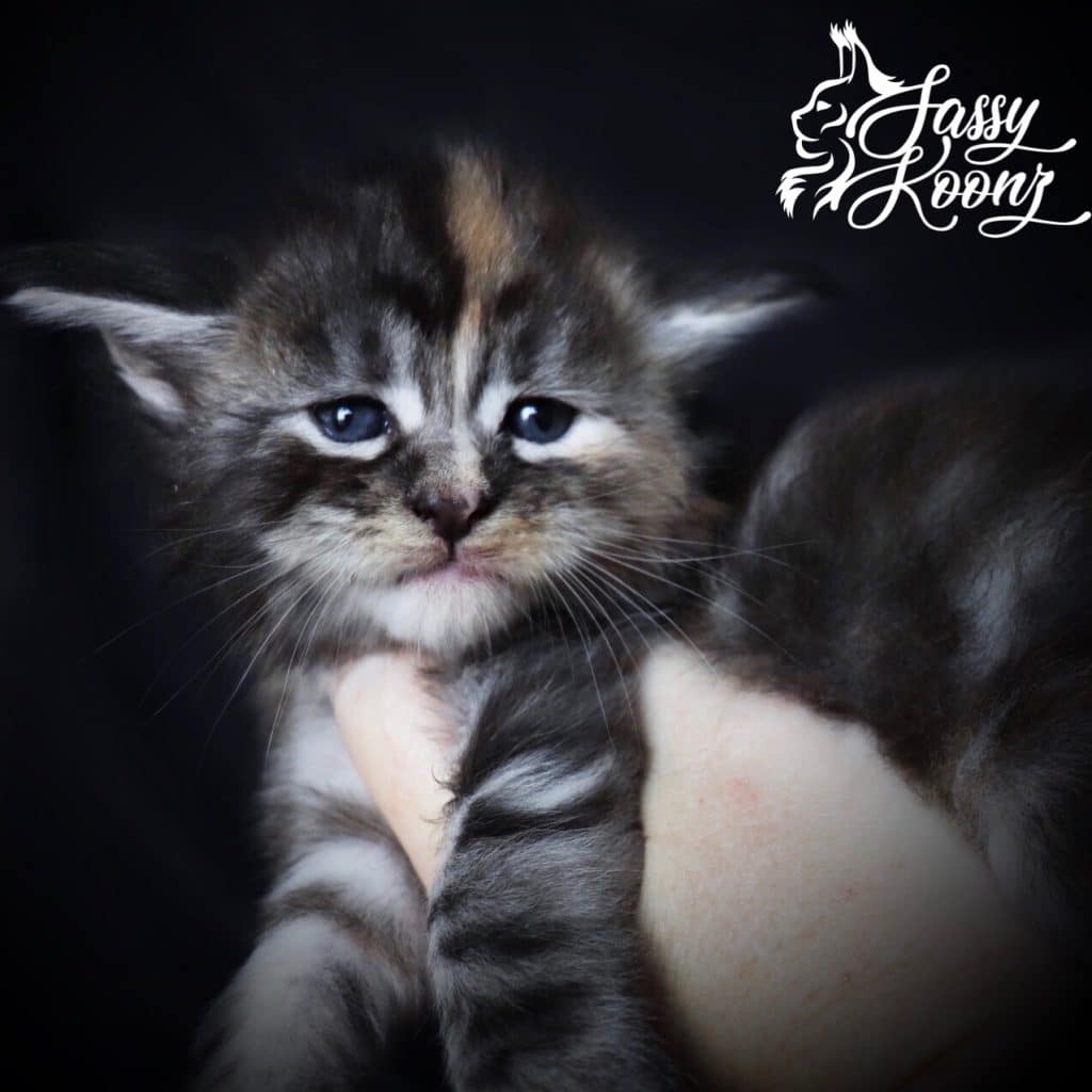 Stiletto ⋆ Sassy Koonz Maine Coon Cattery Black silver torbie Maine coon kitten sold to breeder in texas