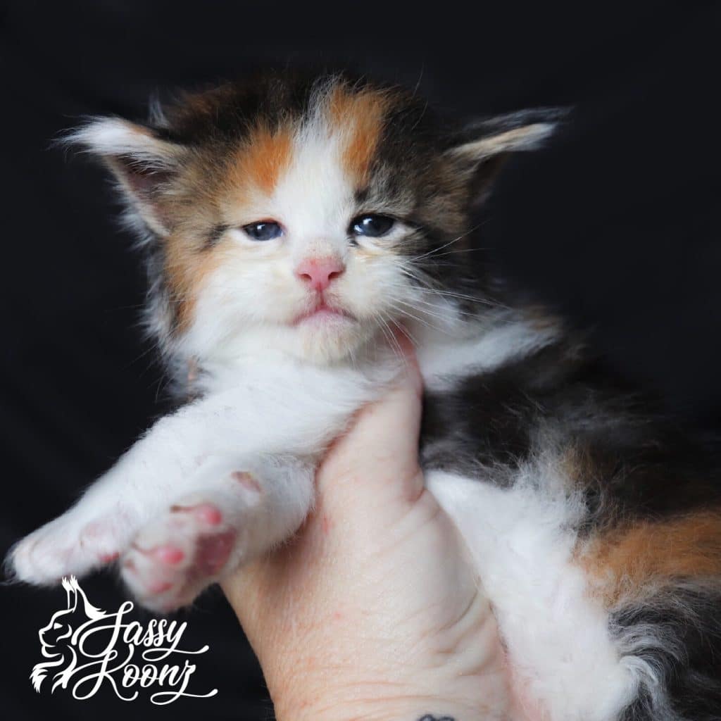 Shot of Poison ⋆ Sassy Koonz Maine Coon Cattery Black torbie with white Maine coon kitten
