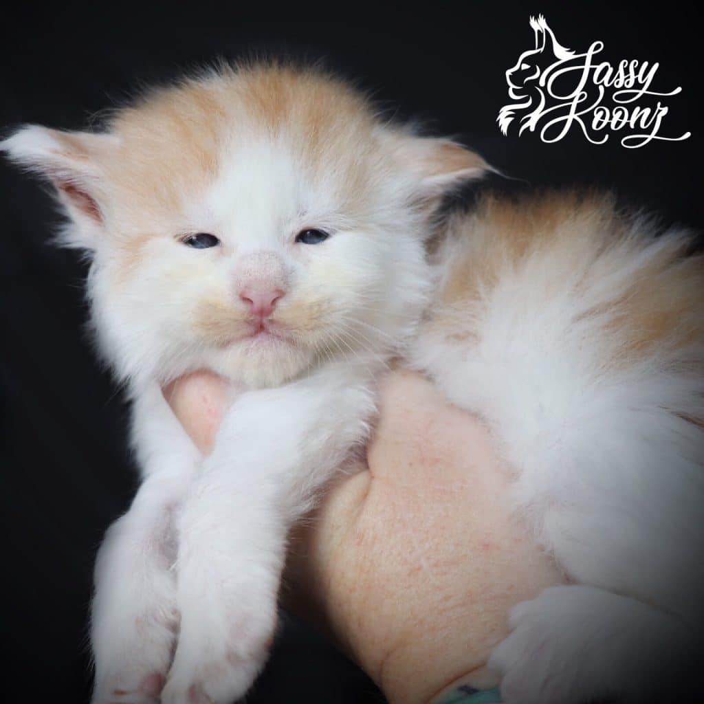 Kiss Me Twice ⋆ Sassy Koonz Maine Coon Cattery Red silver bicolor Maine coon kitten 4 weeks old kiss me twice