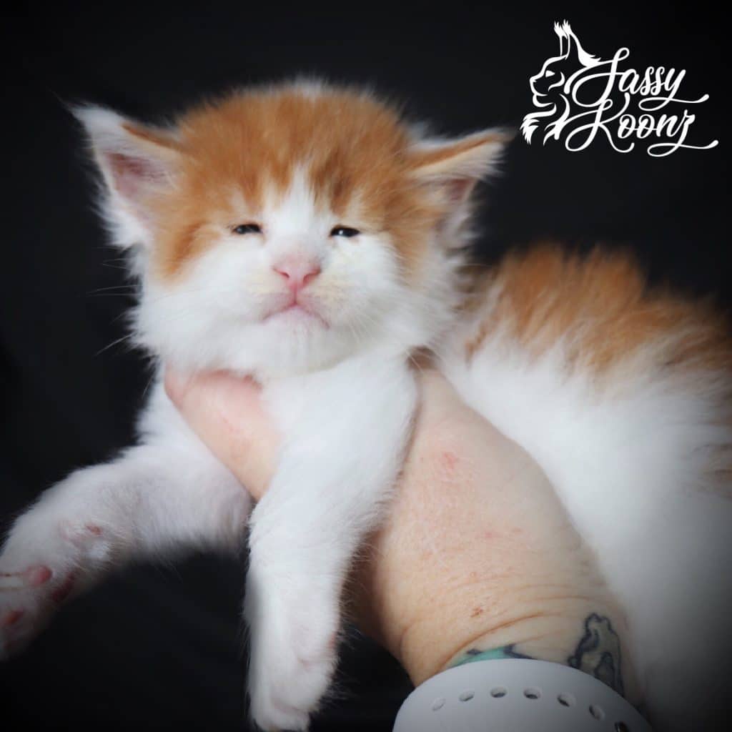 Kiss Me Once ⋆ Sassy Koonz Maine Coon Cattery Red and white Maine coon kitten