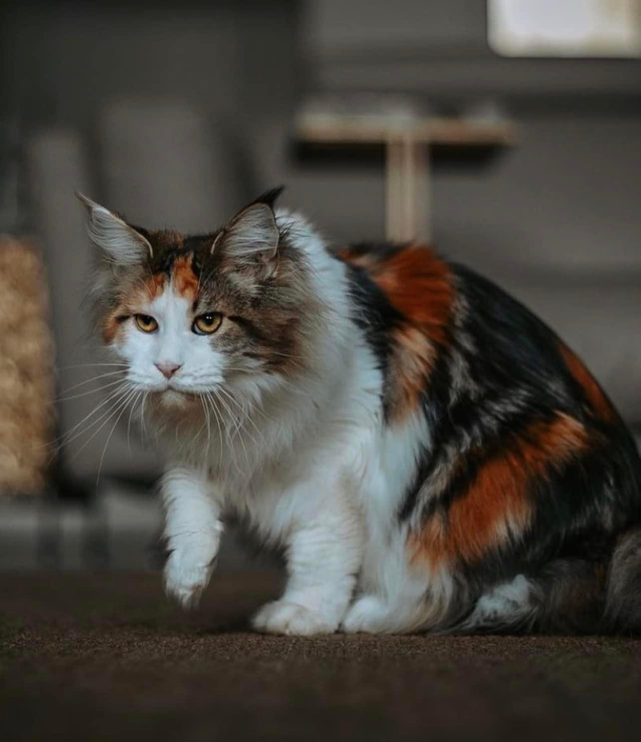 maine-coon-cat-05-24 ⋆ Sassy Koonz Maine Coon Cattery maine coon cat