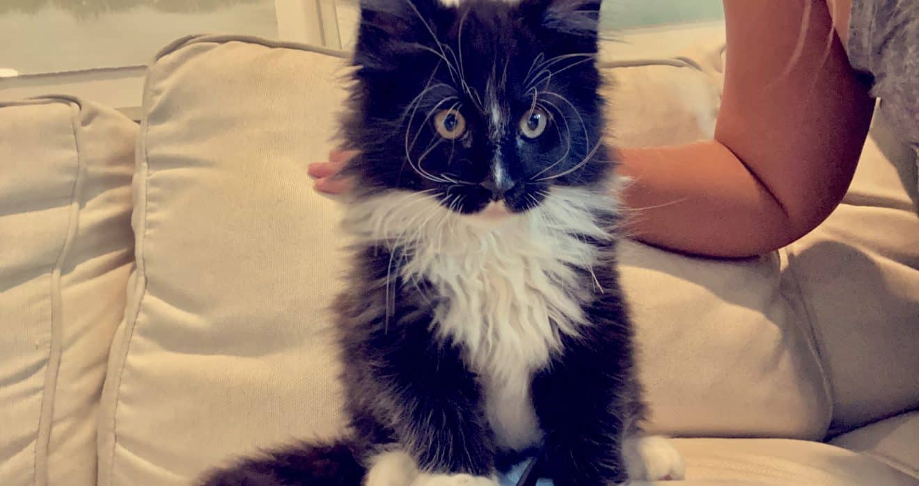 Maine coon kittens for sale Texas