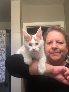 E4844628-1D48-4595-9F4F-BC64ABD87CF4.jpeg ⋆ Sassy Koonz Maine Coon Cattery Maine coon cat