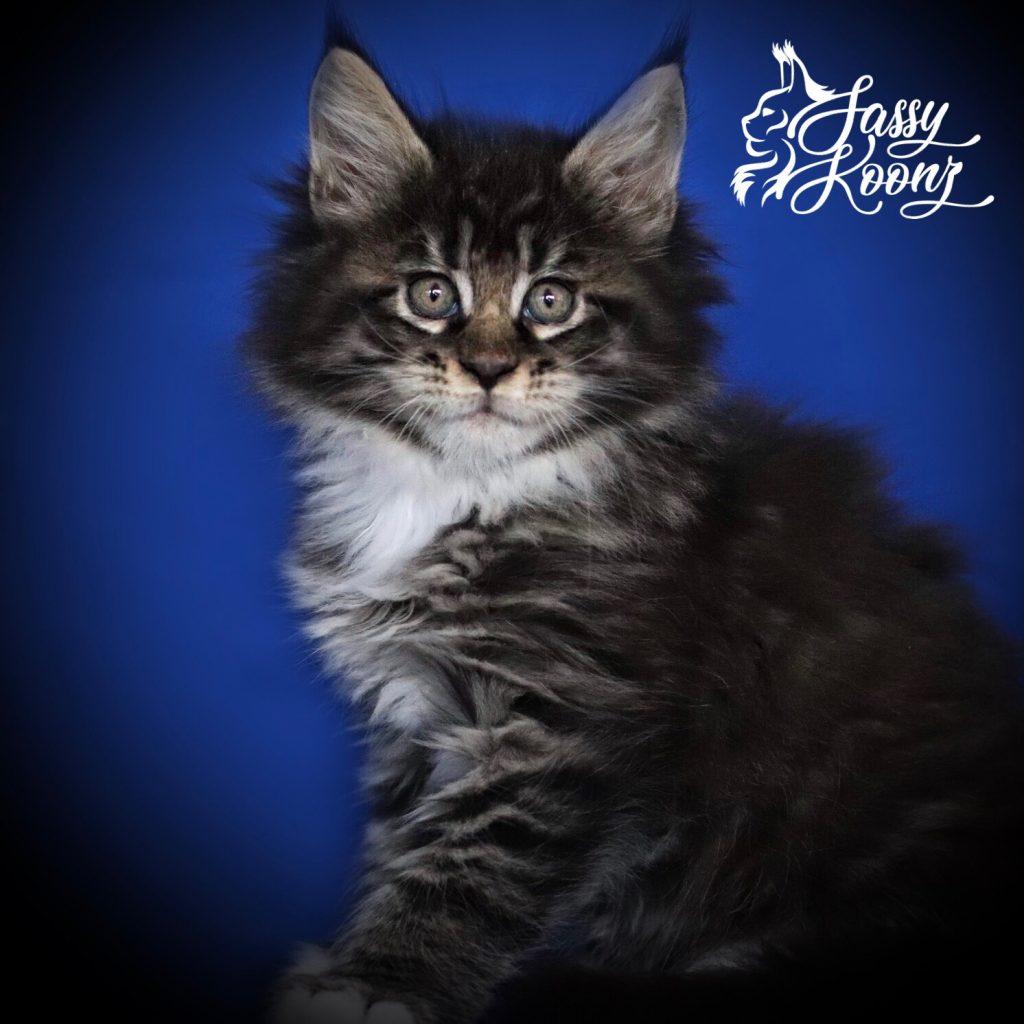 Ga Ga ⋆ Sassy Koonz Maine Coon Cattery black classic tabby with white maine coon kitten
