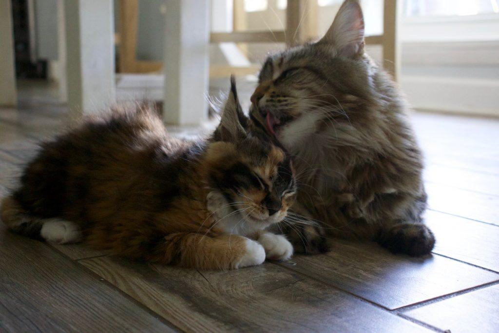 maine coon temperament