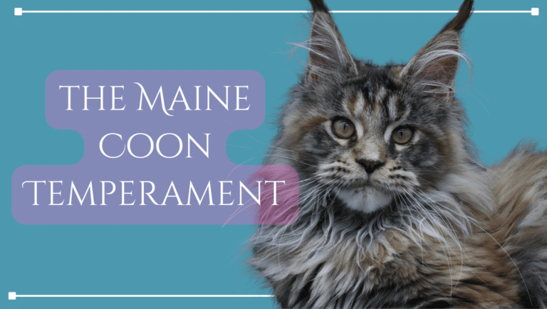 maine coon personality and temperament