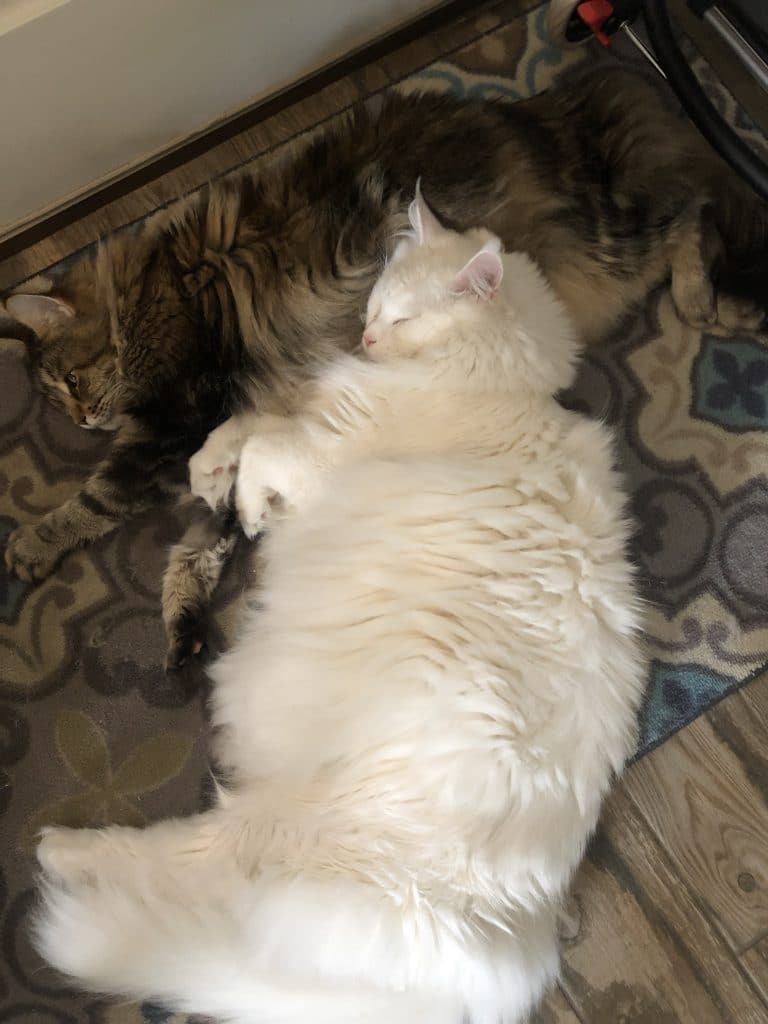 do maine coons like other cats
