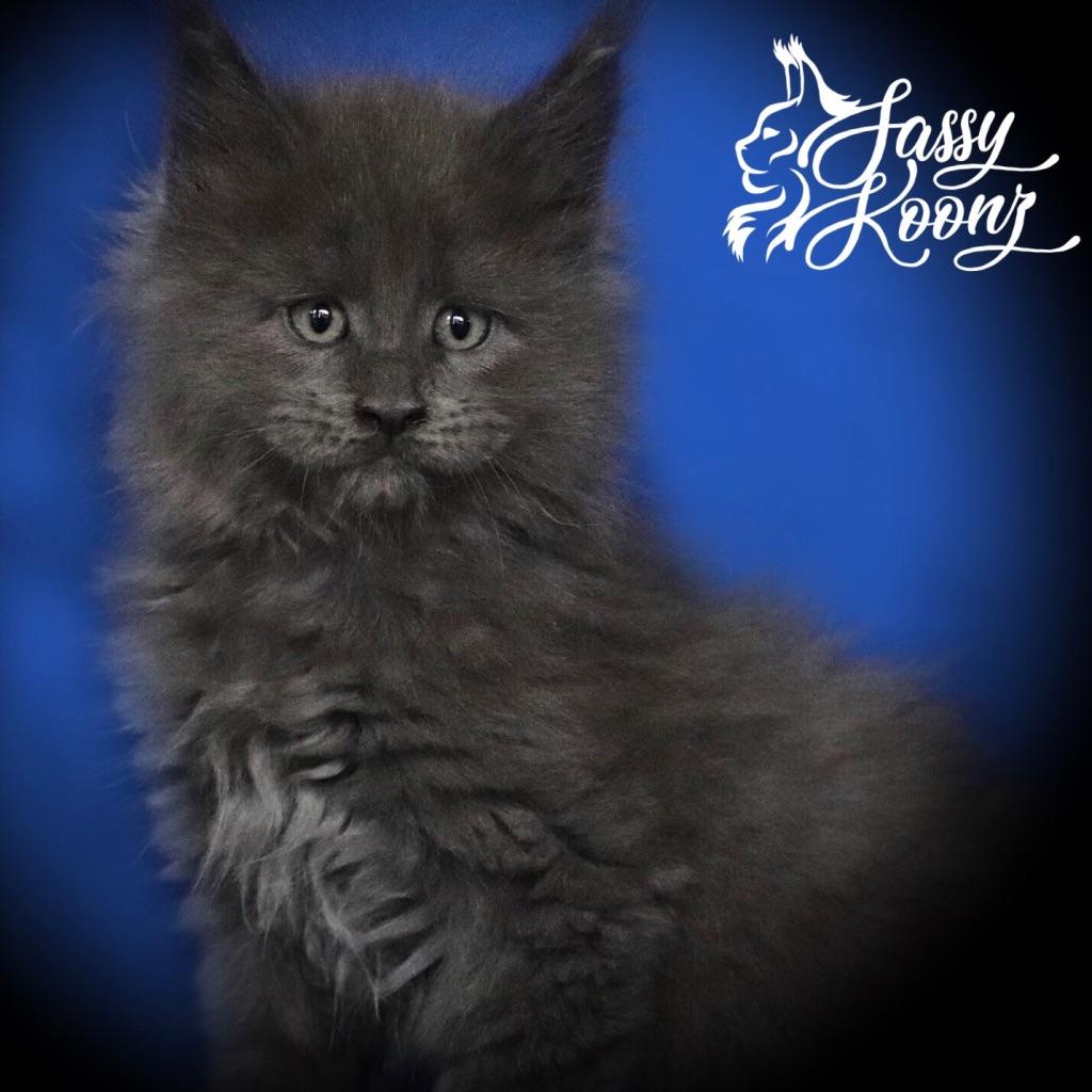 Bijou ⋆ Sassy Koonz Maine Coon Cattery blue smoke maine coon kitten