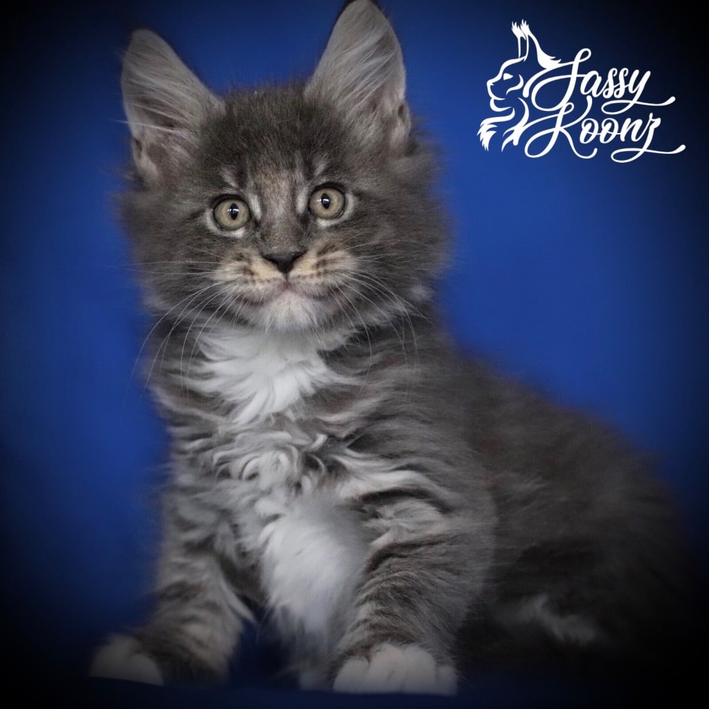 Innuendo ⋆ Sassy Koonz Maine Coon Cattery maine coon kittens for sale