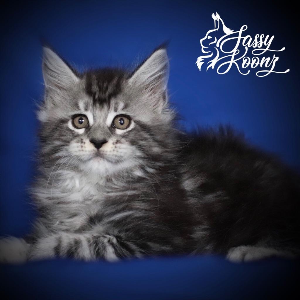 maine coon kittens