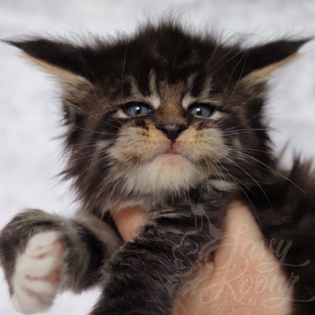 Ga Ga ⋆ Sassy Koonz Maine Coon Cattery European Maine Coon kitten