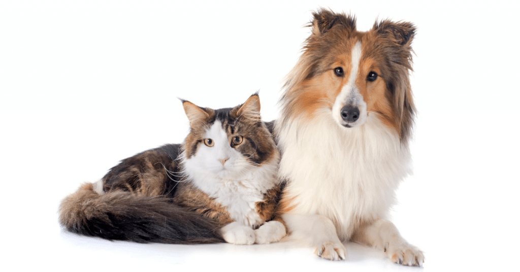 do maine coons get along with dogs