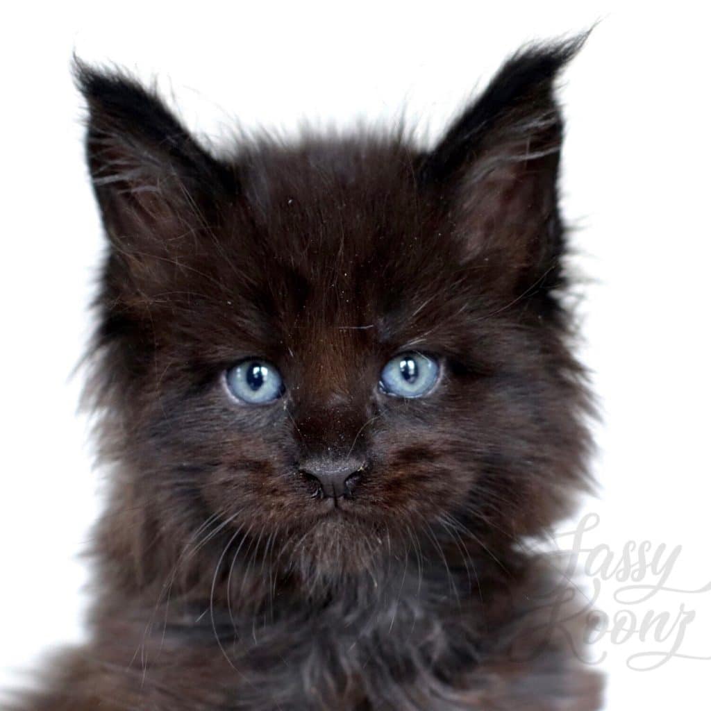 hitman ⋆ Sassy Koonz Maine Coon Cattery black maine coon kitten
