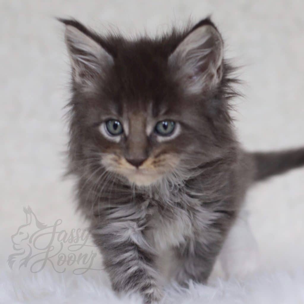 Innuendo ⋆ Sassy Koonz Maine Coon Cattery maine coon breeders florida