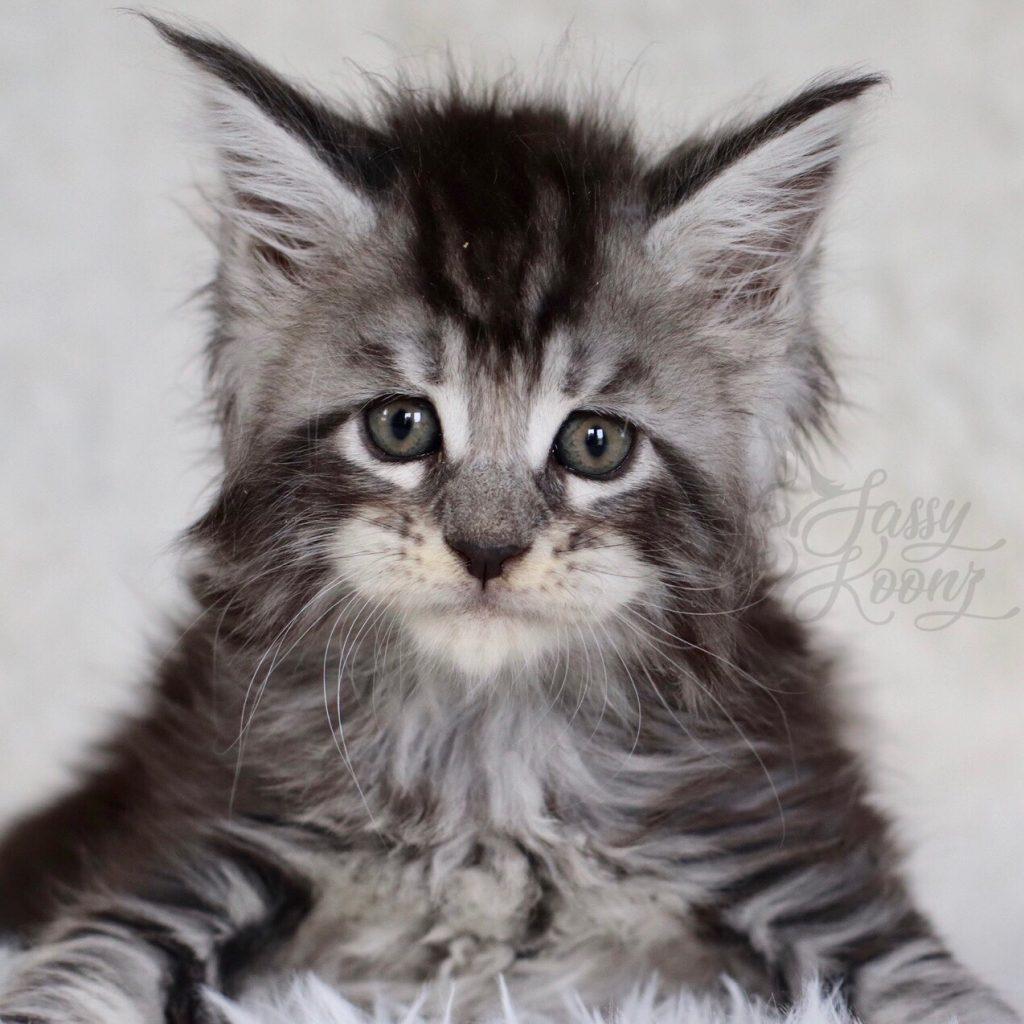 silver maine coon kitten