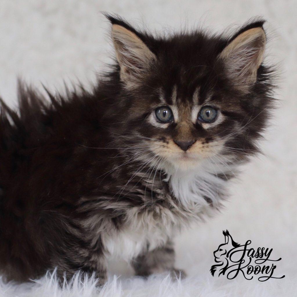 Ga Ga ⋆ Sassy Koonz Maine Coon Cattery brown maine coon tiger