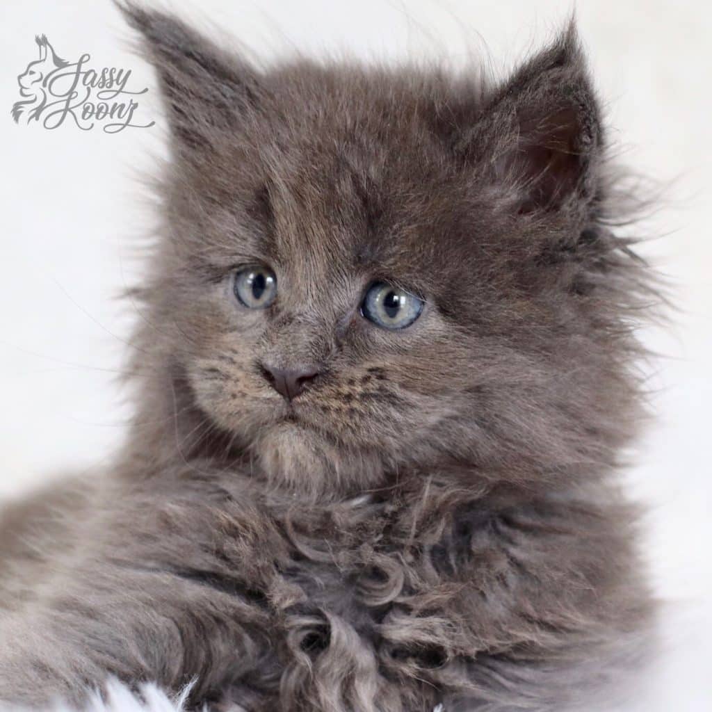 Bijou ⋆ Sassy Koonz Maine Coon Cattery blue smoke maine coon girl