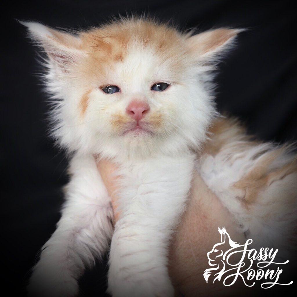 Kiss Me Twice ⋆ Sassy Koonz Maine Coon Cattery Red silver bicolor Maine coon Kitten kiss me twice 5 weeks old